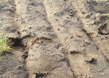 Как улучшить песчаную почву