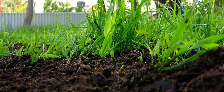 Чем лучше удобрять огород – черноземом или перегноем?